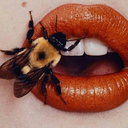 libersapientia avatar