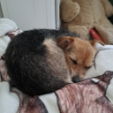 libertyremains avatar