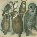 libraryninja81 avatar