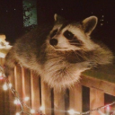 libraryraccoon avatar