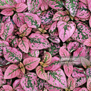 librarythot-blog avatar