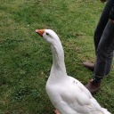 lice-in-ur-walls avatar