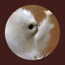 licorice-lump avatar