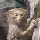 lidl-icecream avatar