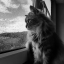 liebe-macht-bliind avatar