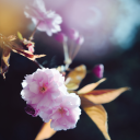 liesatemyocean avatar