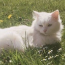 life-gives-you-lemons avatar