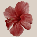 life-is-a-curse avatar