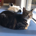 life-laughs-love avatar