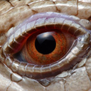 life-with-lizards avatar