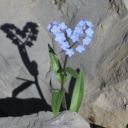 lifeinatreehouse avatar