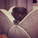 lifeisnorehearsal avatar