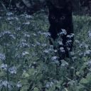 lifesmysteriouscreatures avatar