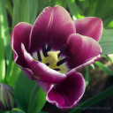 lifethroughtuliptintedlenses avatar