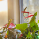 light-and-art avatar