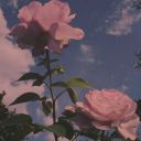 light-as-a-rose avatar