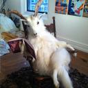 lightcaughtinaprism avatar