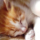 lightheartedcat-blog avatar