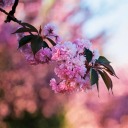 lightinberlin avatar