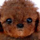 lightincosmos avatar