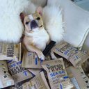 lightinfluencerdog avatar