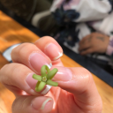 lightkissedlou avatar