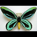 lightning-st0rms avatar