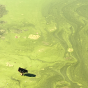 lightningbeluga avatar