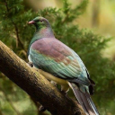 lightningjupiter avatar