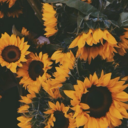 lightweightgrace11 avatar