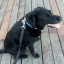 lightwood-galathynius-winchester avatar