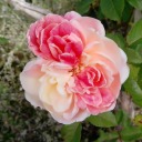 liiiiiiiiiiiiiiiiib avatar