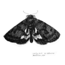 like-a-moth avatar