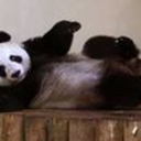 like-a-panda-en-bikini avatar