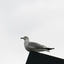 like-a-seagull-blog avatar