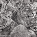 like-all-good-lions avatar