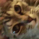 like-what-the-is-this-blog avatar