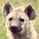 likeahyena avatar