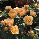 likeairtoabird avatar