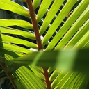 likedistantmusic avatar