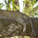 likeheartshapedbruises avatar