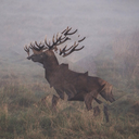 likeitsourlastday avatar