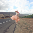likethelook-blog-blog avatar