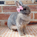 lil-brown-bunny-blog avatar