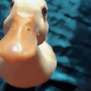 lil-duck avatar