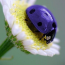 lila-ladybug23 avatar