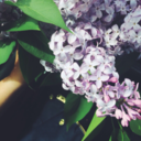 lilac-lilly avatar