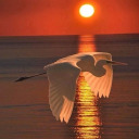 lilac-lolitas avatar