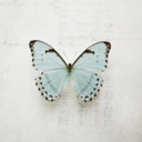 lilac-vanilla avatar