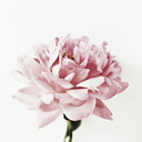 lilaclaurauniverse avatar